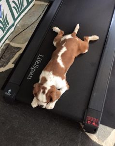 My treadmill desk is incredibly useful.