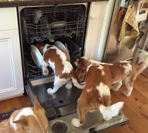My hardworking dishwashers!