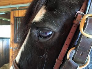 Is there anything more gorgeous than the eye of a horse? This is my boy, Brian Boru.